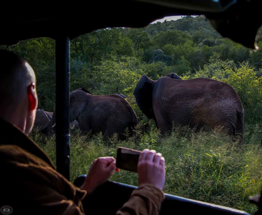 From St Lucia: iSimangaliso Wetland Park Night Drive Safari - The strongest wildlife possibilities