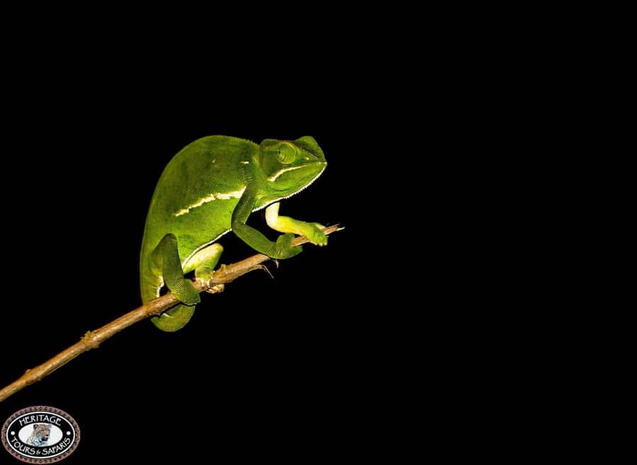 From St Lucia: iSimangaliso Wetland Park Night Drive Safari - The guide and the value of a small group