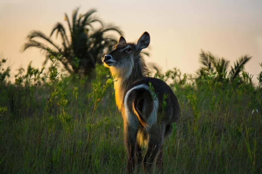 From St Lucia: iSimangaliso Wetland Park Night Drive Safari - A realistic look at the three-hour route