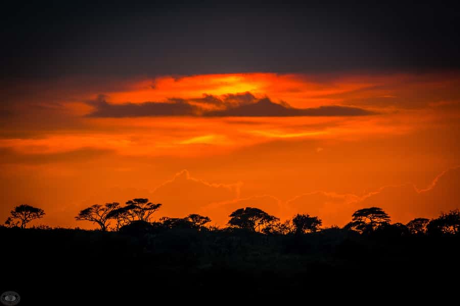 From St Lucia: iSimangaliso Wetland Park Night Drive Safari - Who should book this experience