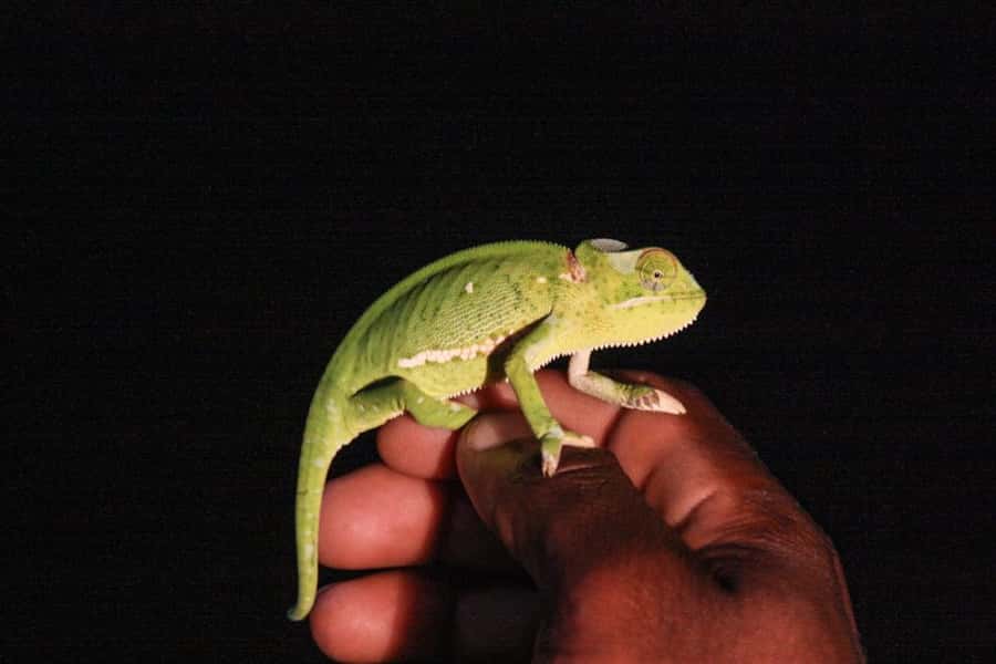From St Lucia: iSimangaliso Wetland Park Night Drive Safari - Why darkness changes iSimangaliso