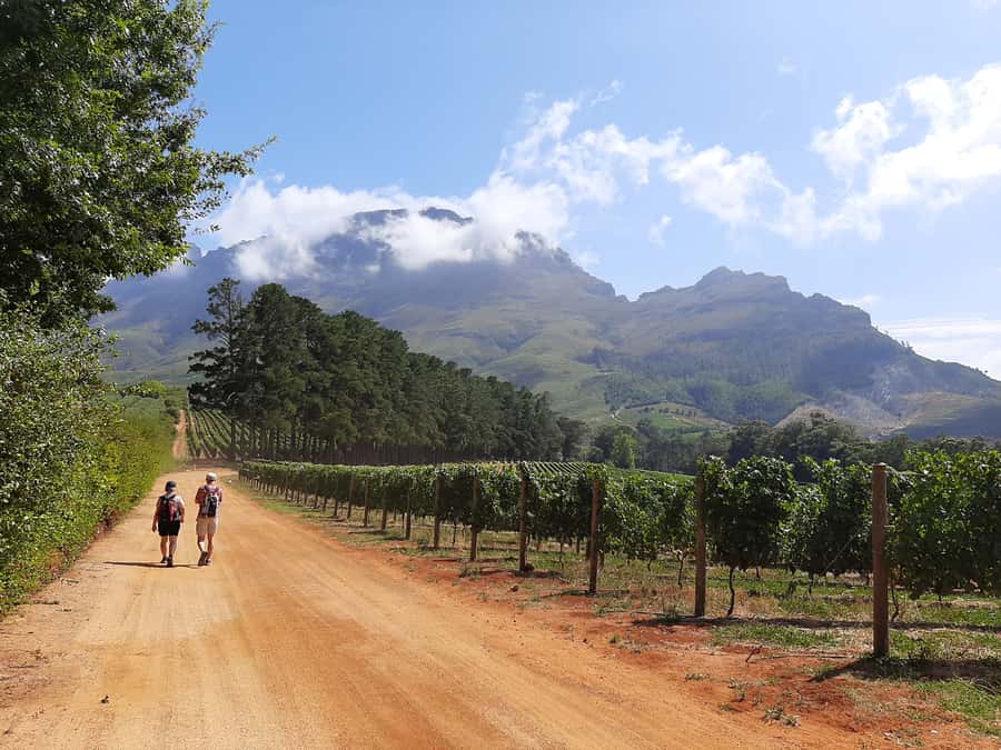 From Stellenbosch: Stellenbosch Guided Vineyard Walk - Key details at a glance