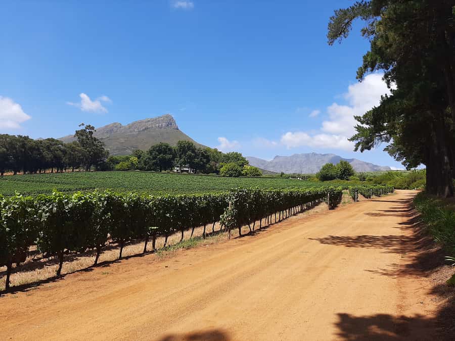 From Stellenbosch: Stellenbosch Guided Vineyard Walk - Walking into Stellenbosch wine country