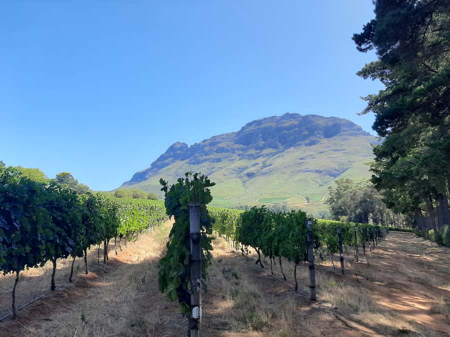 From Stellenbosch: Stellenbosch Guided Vineyard Walk - From the vineyard to the cellar