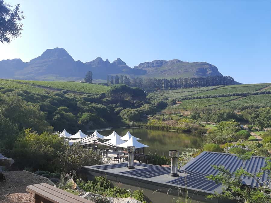 From Stellenbosch: Stellenbosch Guided Vineyard Walk - Two wineries, two chances to taste