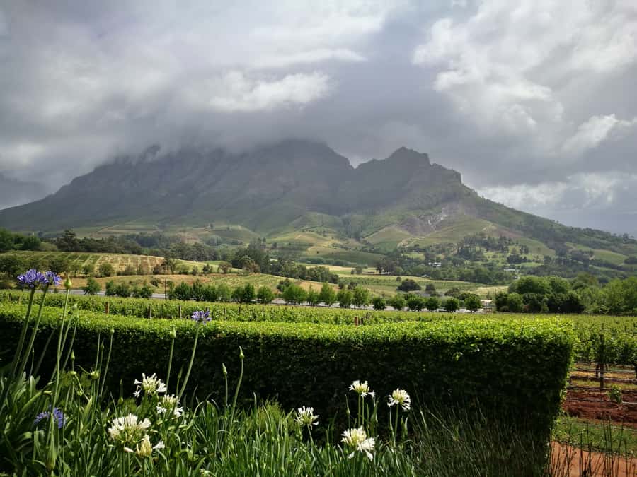 From Stellenbosch: Stellenbosch Guided Vineyard Walk - A gentle walk, not a hiking day