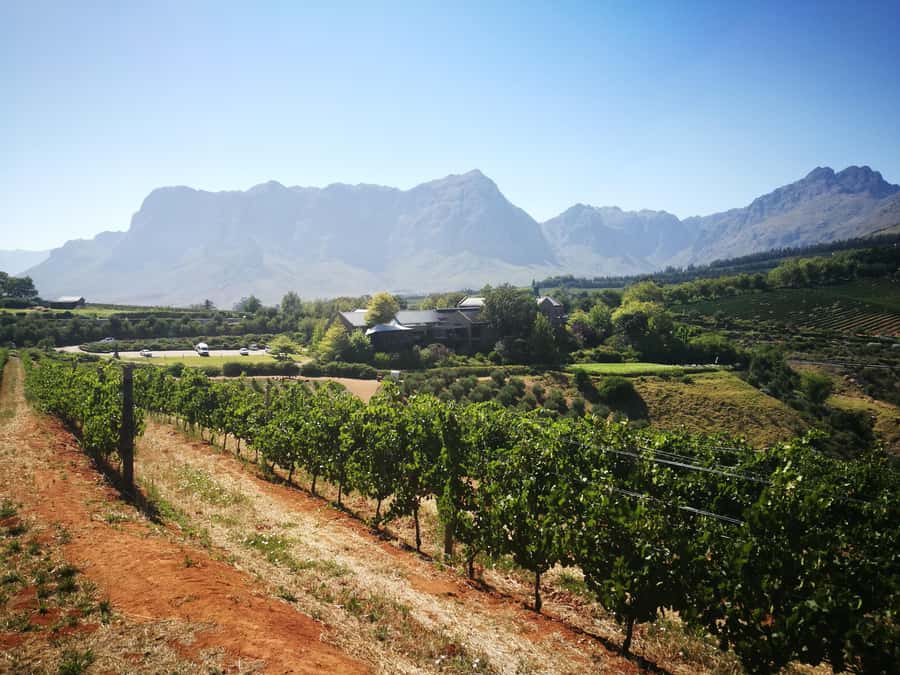 From Stellenbosch: Stellenbosch Guided Vineyard Walk - The lunch break and the pace of the day