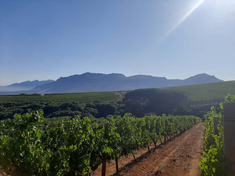 From Stellenbosch: Stellenbosch Guided Vineyard Walk - Who should book this Stellenbosch walk?