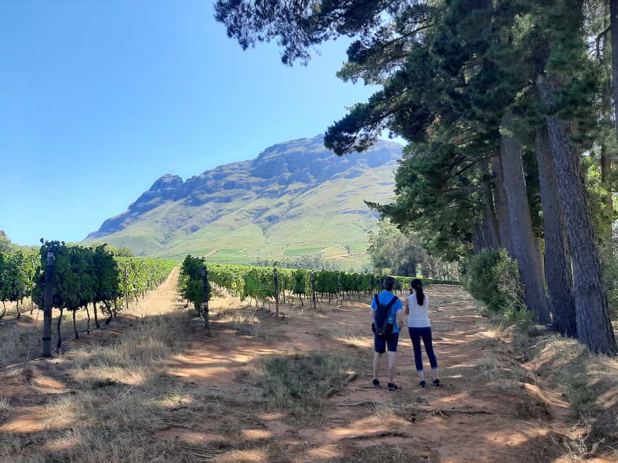 From Stellenbosch: Stellenbosch Guided Vineyard Walk - What you learn among the vines