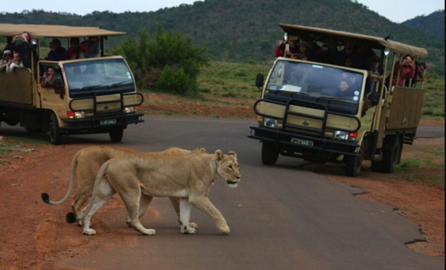 From Sun City: Pilanesberg National Park 3-Hour Game Drive - Why Pilanesberg works so well from Sun City