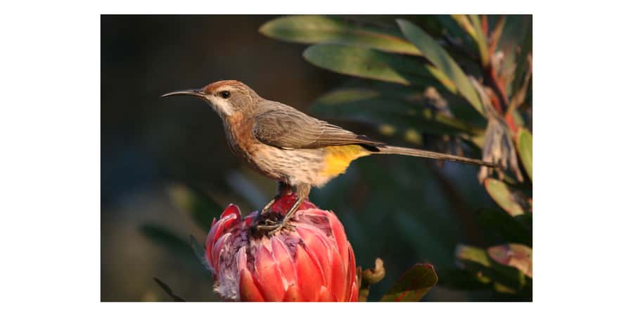 From Underberg: Sani Pass Birding Tour with Birding Guide - Why Sani Pass matters to birders