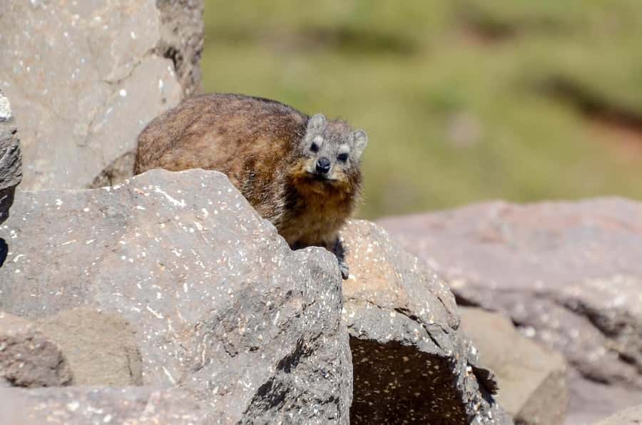 From Underberg: Sani Pass Private Day Tour - Why Sani Pass is worth your time