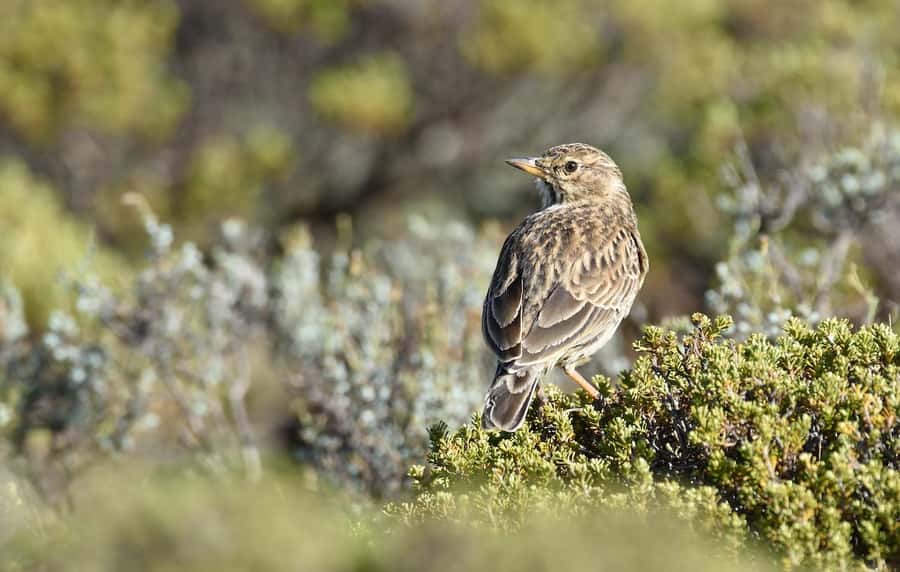 From Underberg: Sani Pass Private Day Tour - The mountain road and summit views