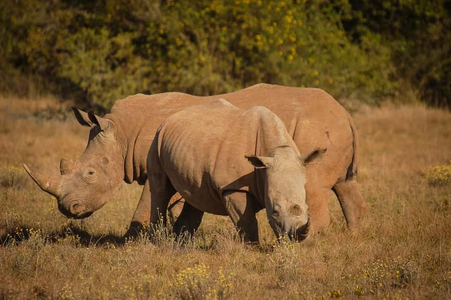 Full-Day Addo Park & Schotia Game Reserve (Open 4x4 vehicle) - Four hours inside Addo Elephant National Park