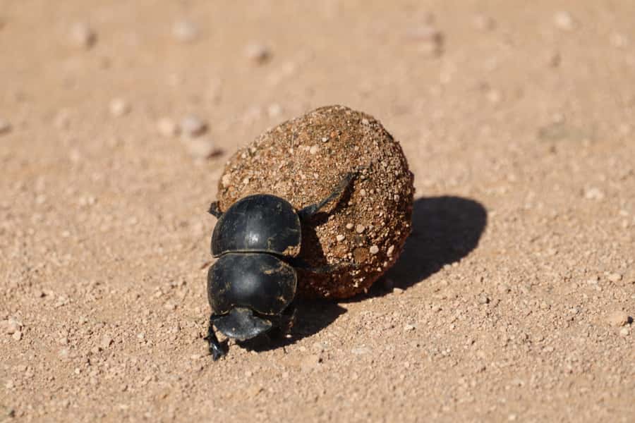 Full-Day Addo Park & Schotia Game Reserve (Open 4x4 vehicle) - Lunch gives the day a necessary pause