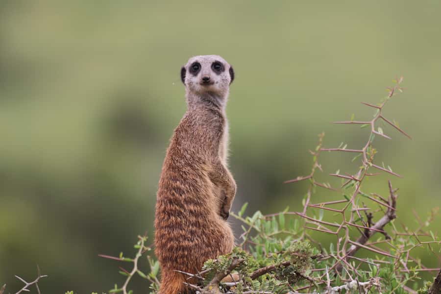Full-Day Addo Park & Schotia Game Reserve (Open 4x4 vehicle) - Schotia Safaris and the open 4x4 drive