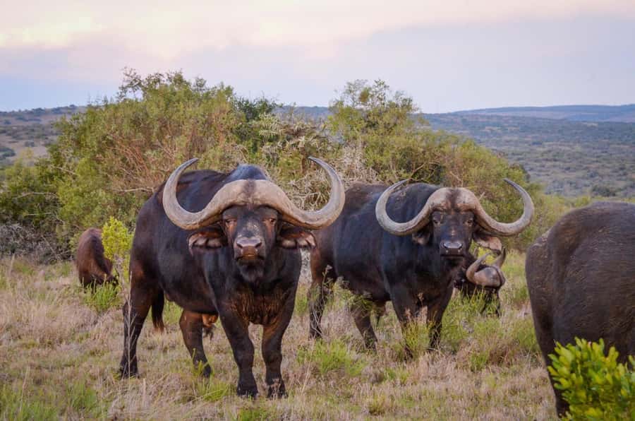 Full-Day Addo Park & Schotia Game Reserve (Open 4x4 vehicle) - Is $305 per person good value?