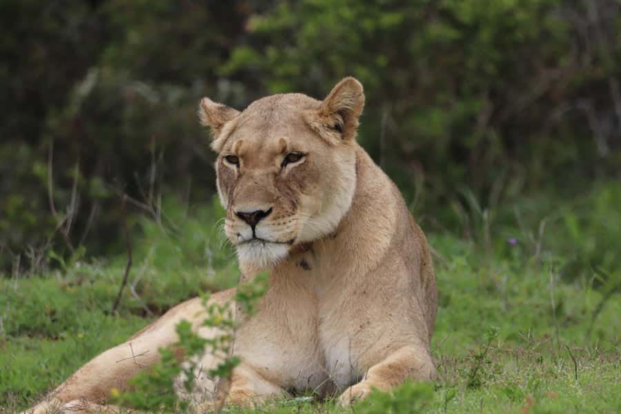 Full-Day Addo Park & Schotia Game Reserve (Open 4x4 vehicle) - What to bring for a nine-hour safari