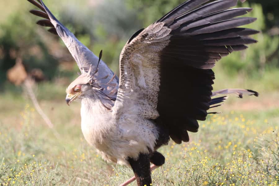Full-Day Addo Park & Schotia Game Reserve (Open 4x4 vehicle) - Who should book this experience?