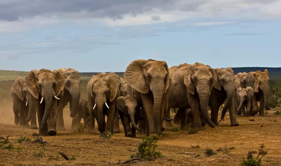 Full-Day All Inclusive Safari with Traditional Braai Lunch - Key points to know before you book
