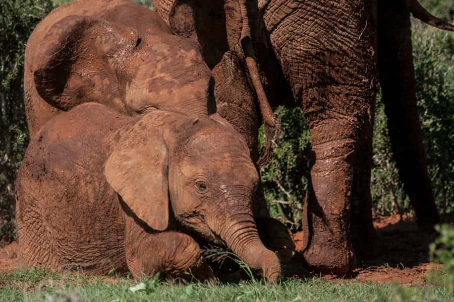 Full-Day All Inclusive Safari with Traditional Braai Lunch - Who should book this Addo safari?
