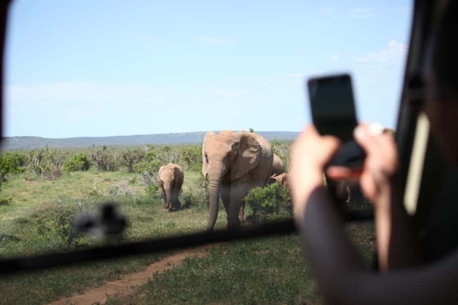 Full-Day All Inclusive Safari with Traditional Braai Lunch - Why Addo works so well for a one-day safari