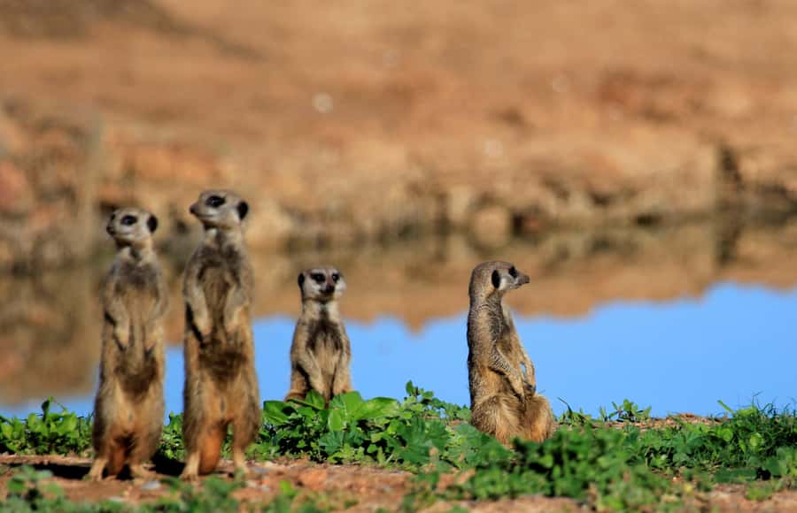 Full-Day All Inclusive Safari with Traditional Braai Lunch - Coffee, watering holes, and the best elephant moments