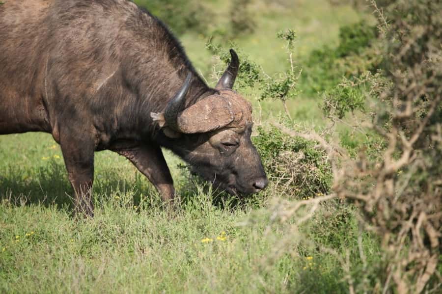 Full-Day All Inclusive Safari with Traditional Braai Lunch - A generous braai lunch inside the park