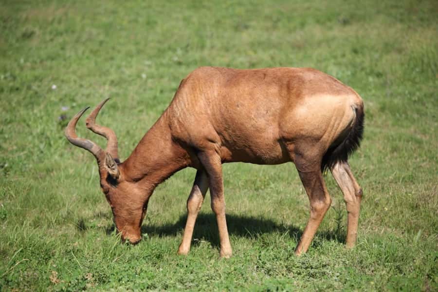 Full-Day All Inclusive Safari with Traditional Braai Lunch - The afternoon drive and the value of staying out longer