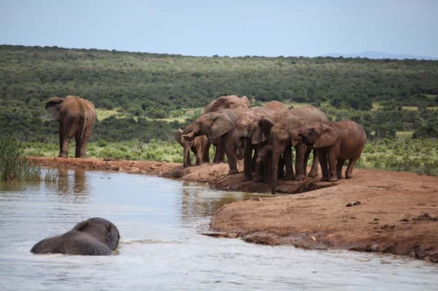 Full-Day All Inclusive Safari with Traditional Braai Lunch - Pickup from Port Elizabeth or Colchester