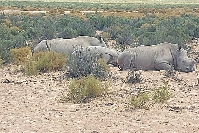 Full day Aquila Game Reserve Big 5 Safari with Wine Tasting Tour - Key points at a glance