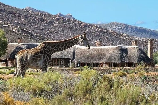Full day Aquila Game Reserve Big 5 Safari with Wine Tasting Tour - Why this Cape Town day trip works