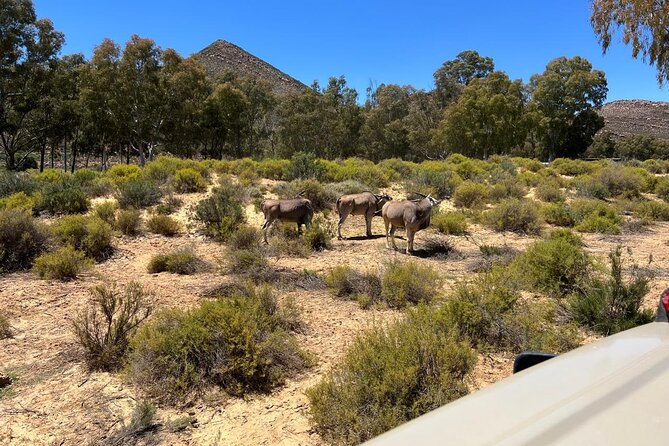 Full day Aquila Game Reserve Big 5 Safari with Wine Tasting Tour - The $104.62 price and what you receive