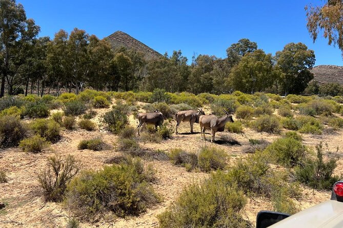 Full day Aquila Game Reserve Big 5 Safari with Wine Tasting Tour - Timing, cancellation, and small practical details
