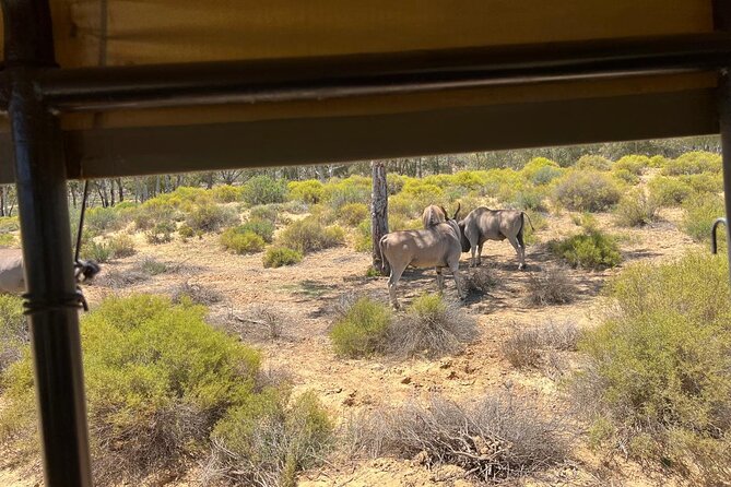 Full day Aquila Game Reserve Big 5 Safari with Wine Tasting Tour - The 8:30 am pickup through the Cape countryside