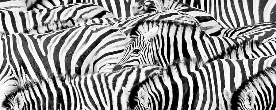 Full Day Aquila Safari (German) - Key points to know before booking