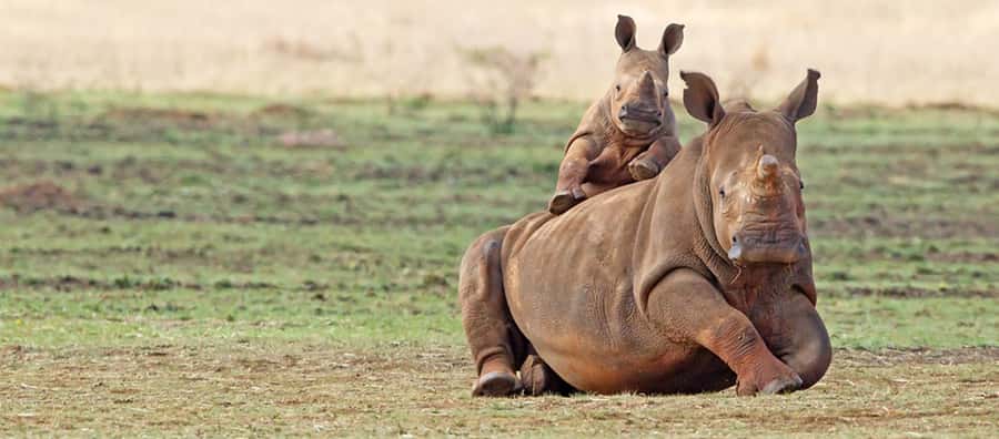 Full Day Aquila Safari (German) - From Cape Town to the Karoo in one long day