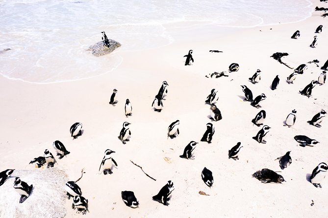 Full-Day Best of the Cape, Peninsula, Cape Point and Stellenbosch Tour - Boulders Beach adds the penguin stop, but admission is extra