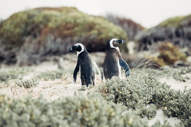 Full-Day Best of the Cape, Peninsula, Cape Point and Stellenbosch Tour - Camps Bay and the Twelve Apostles set the tone