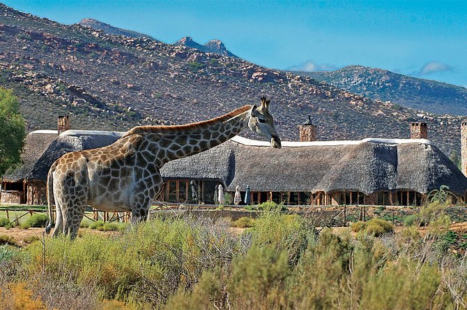 Full Day Big 5 Aquila Safari Private Transfers Including Park Fee From Cape Town - Fairview wine and cheese on the way home