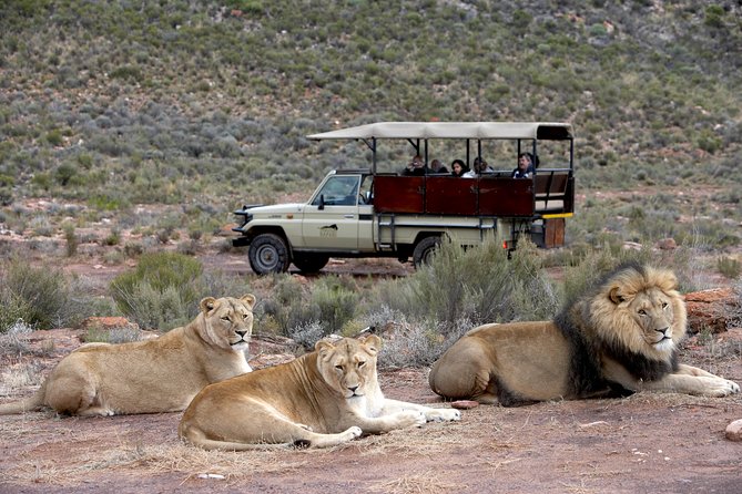 Full Day Big 5 Aquila Safari Private Transfers Including Park Fee From Cape Town - Who will enjoy this Aquila day most