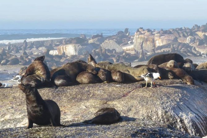 FULL Day Cape of Good Hope and Boulders Penguin Colony - Boulders Beach brings you close to African penguins