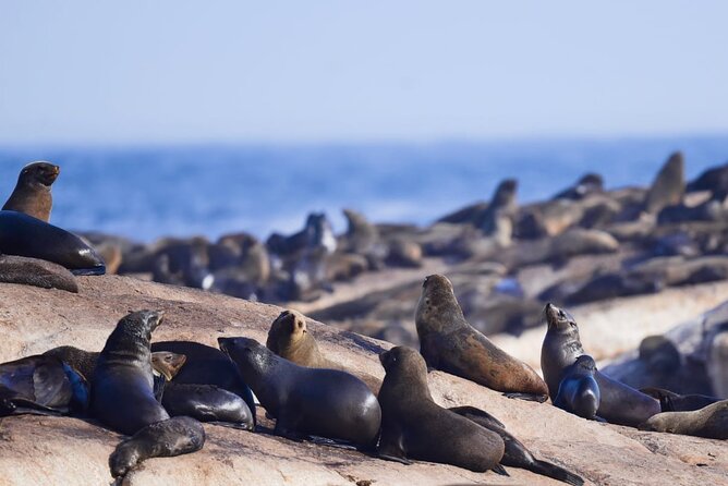 FULL Day Cape of Good Hope and Boulders Penguin Colony - What the $71.89 price really covers