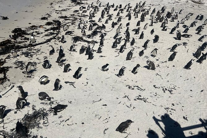 Full-Day Cape of Good Hope and Table Mountain with Penguins Tour - Starting in Cape Town and Bo-Kaap
