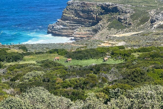 Full-Day Cape of Good Hope and Table Mountain with Penguins Tour - The Cape of Good Hope is not Africa’s southernmost point