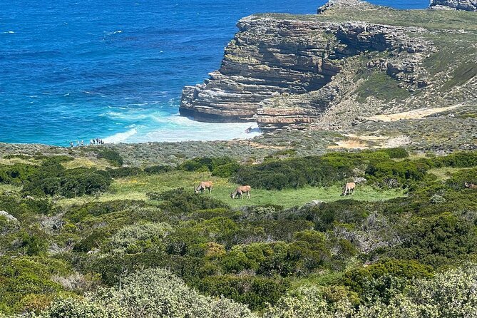 Full-Day Cape of Good Hope and Table Mountain with Penguins Tour - What the $100 price really covers