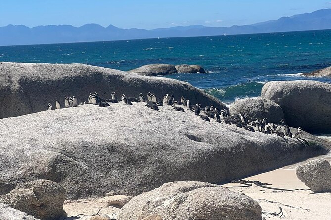 Full-Day Cape of Good Hope and Table Mountain with Penguins Tour - Meeting the penguins at Boulders Beach