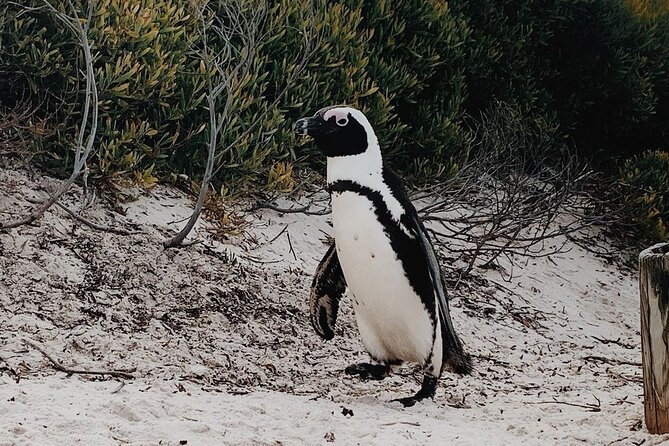 Full Day Cape of Good Hope-Cape Point Group Tour from Cape Town - Noordhoek Farm Village is a practical lunch pause