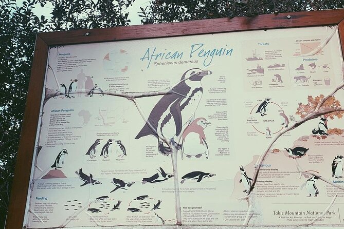 Full Day Cape of Good Hope-Cape Point Group Tour from Cape Town - Boulders Beach puts African penguins in the spotlight
