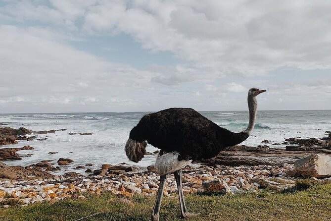 Full Day Cape of Good Hope-Cape Point Group Tour from Cape Town - Hout Bay adds a coastal road and an optional boat outing